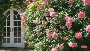 Großes Bild anzeigen