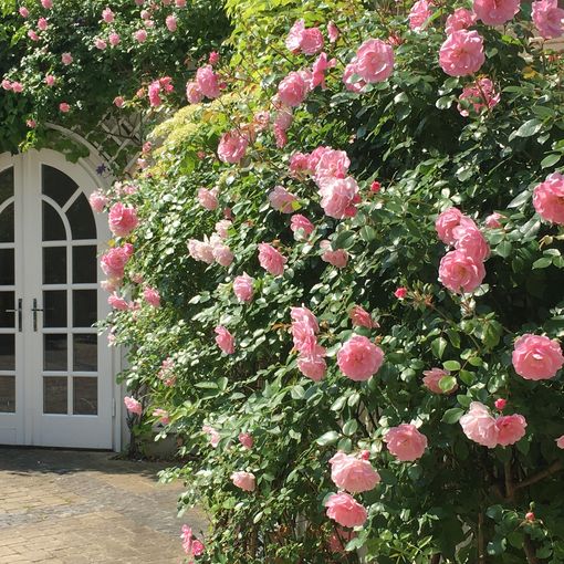 Großes Bild anzeigen