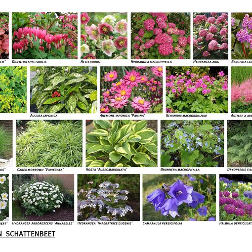 Großes Bild anzeigen